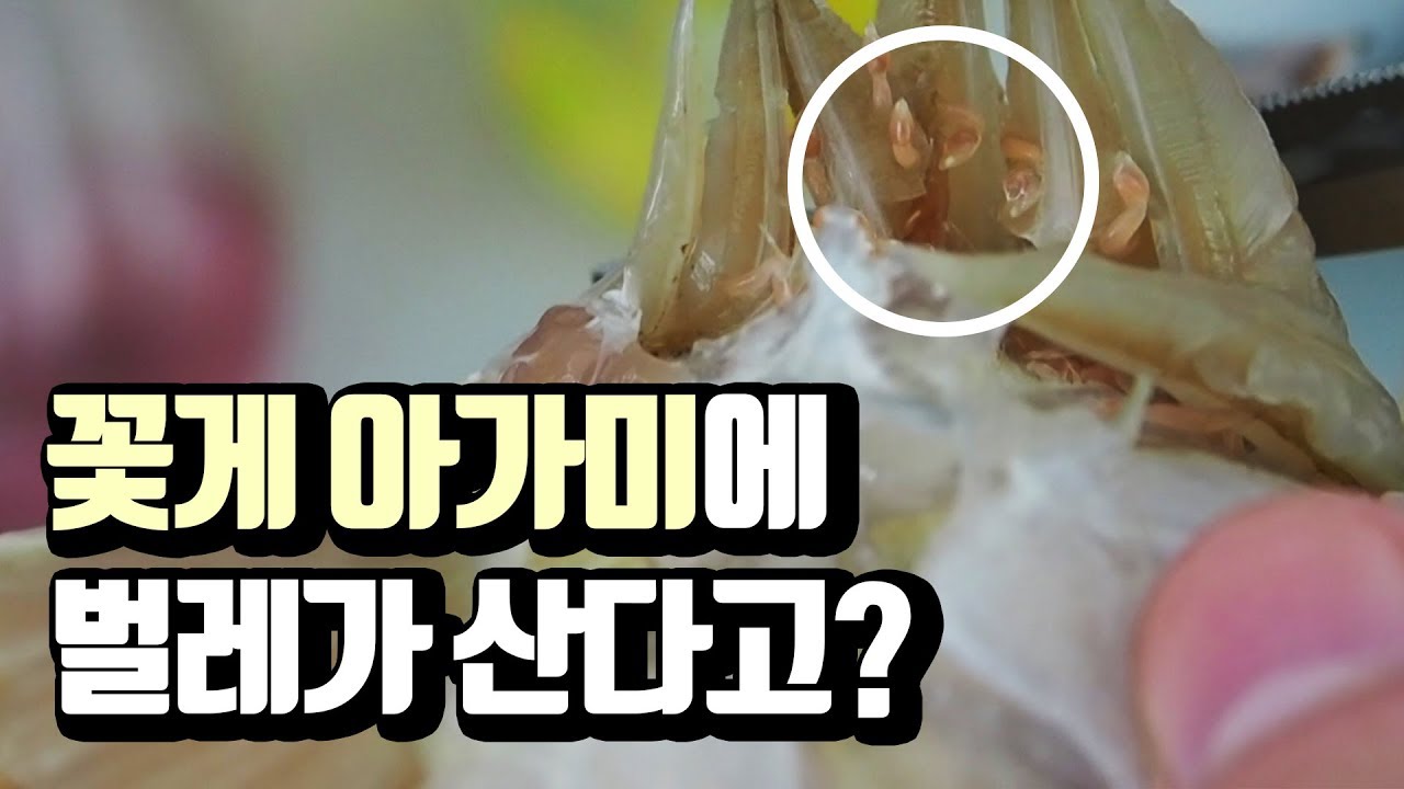 꽃게 아가미에 벌레가 산다고? worm lives in crab gills YouTube