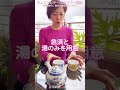 【緑茶のキレイないれ方】ちょこっとテーブルマナー講座
