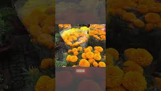 Why Flower Sellers Smash The Products They Worked On Themselves?