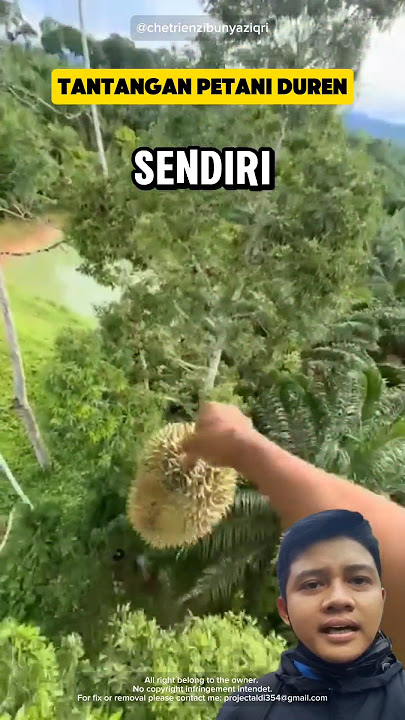 Kerja Petani duren #tiktok #shorts #duren