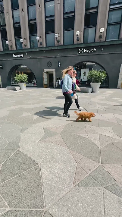 Pure joy in the city 🐶 #europe #helsinkicity #helsinkilove #helsinkifinland #finlandlife #finland