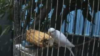 Lomba ahh #JagungbakarIniTalkshowNET