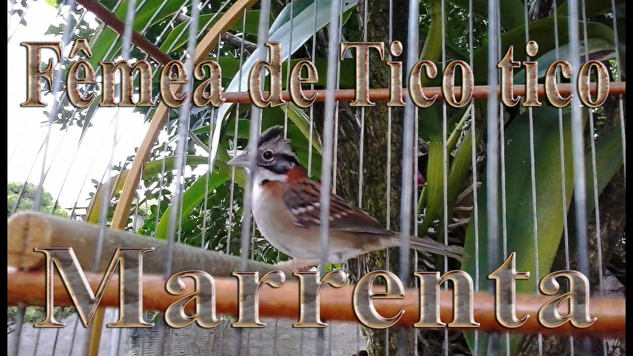 Canto Do Tico Tico Jesus Meu Deus Femea De Tico Tico Marrenta Chamando Para Enlouquecer Seus Tico Ticos Youtube