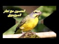 التهجين و خصوبة الطيور الناتجة عنه Hybridation et fértilité des oiseaux d'élevage