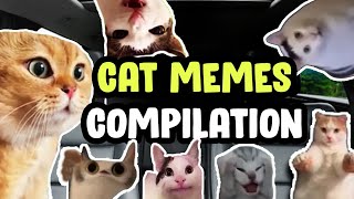 ONE HOUR OF CAT MEMES ROAD TRIP COMPILATION...