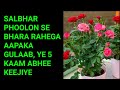 गर्मियों में गुलाब में कीजिए ये 5 काम, पत्तियों से ज्यादा फूल आएंगे 100% गारंटी : Rose Summer Care