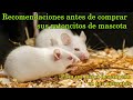 Consejos que debes de saber antes de comprar ratoncitos como mascota🐁🌴