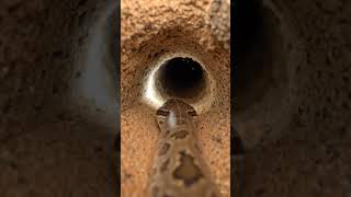 Desert sand Boa snake POV: Tiny Camera Reveals a Massive Hidden Underground Colony #shorts