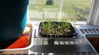 Watering the Grass