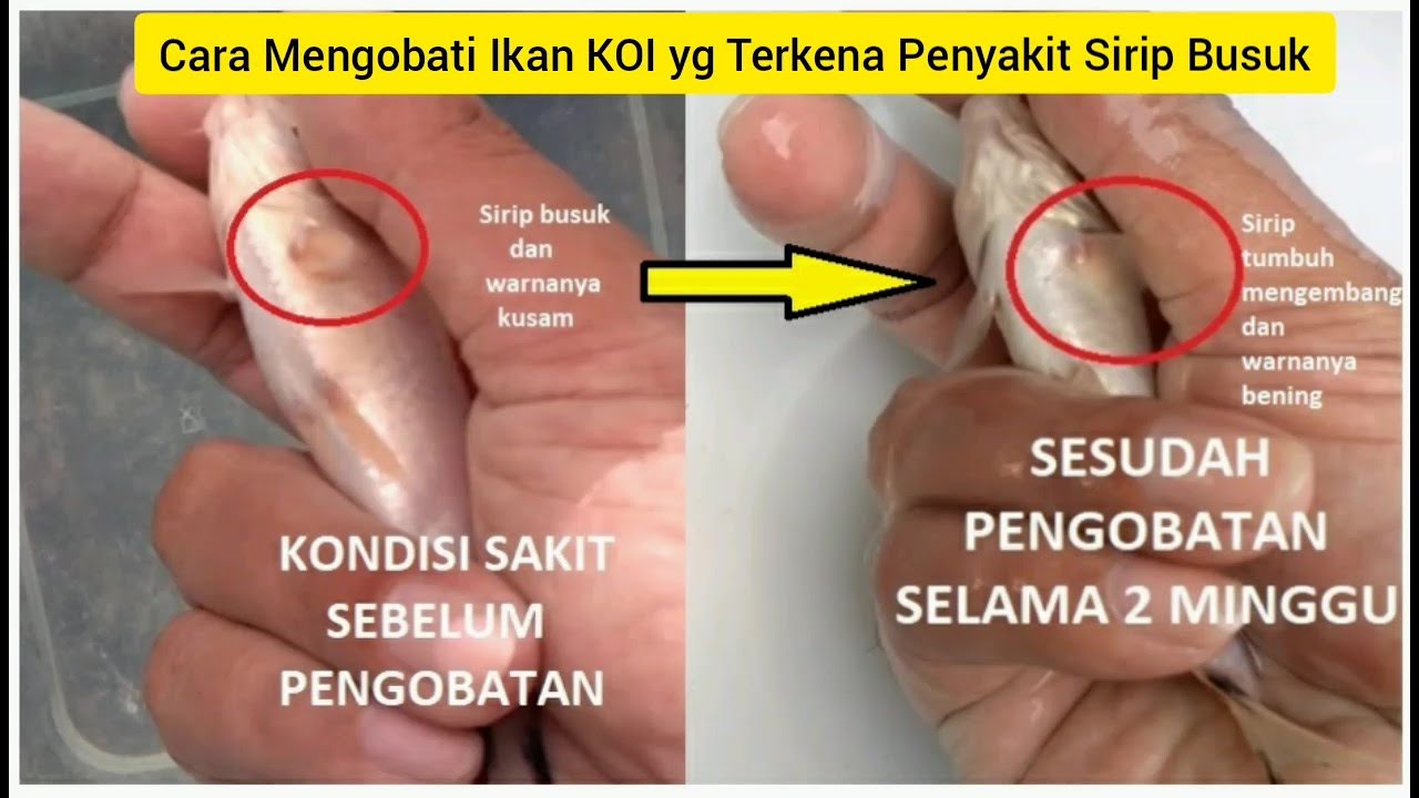 Cara Mengobati Ikan KOI yg Terkena Penyakit Sirip Busuk