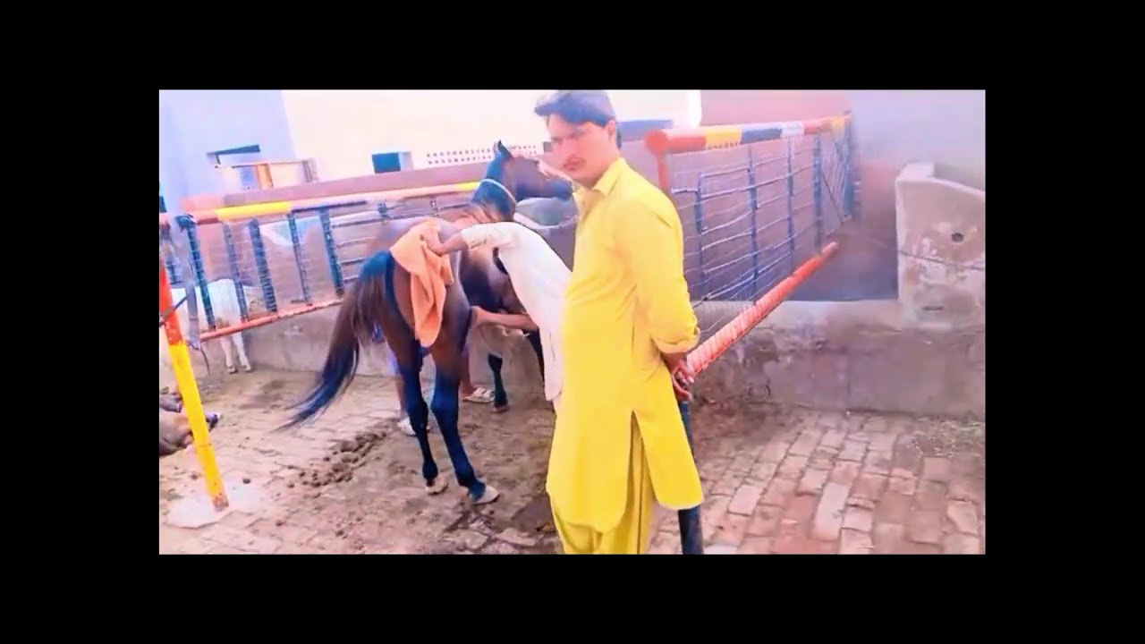 Dera Malik Riaz Horse Farm – Amazing Brown & Black Horses & Cute Foals beautiful horses 