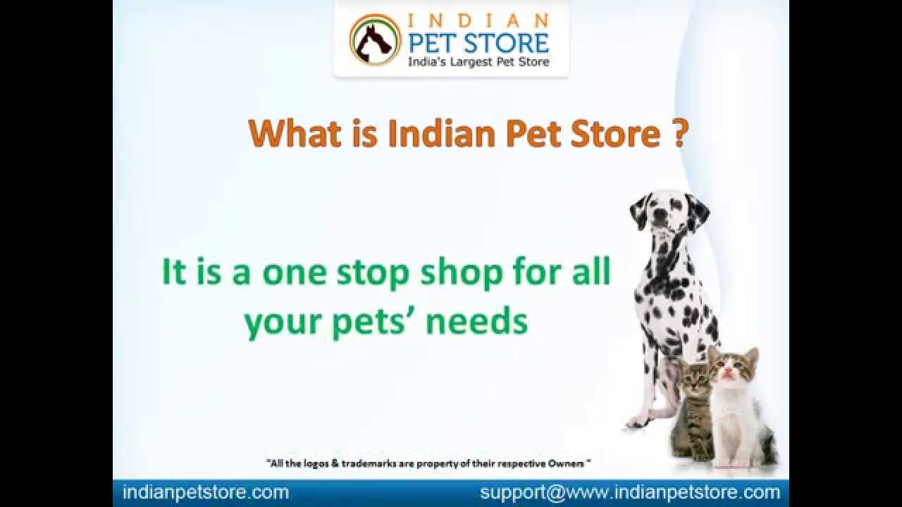 largest online pet store