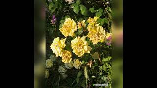 Sen Yoktun Sultanım