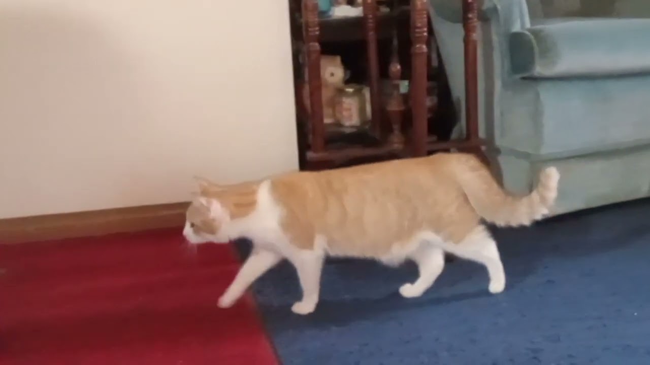 Puffy Tail Cat Walking Slowly