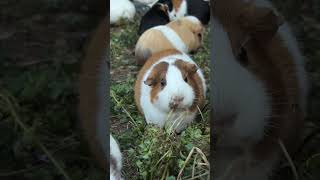 Sweet Ginger ❤️ I just love sitting with the girls as they enjoy their wild foraged salads 🥗