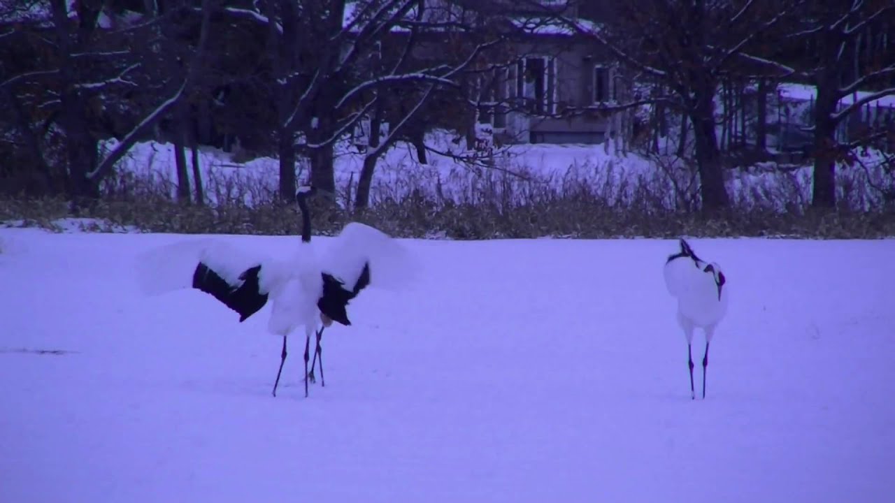 タンチョウはどこで見られる？釧路・鶴居の観察ポイントまとめ│北海道