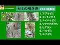 セミの鳴き声集～アブラゼミ・ミンミンゼミ、ニイニイゼミ、ツクツクボウシ、ヒグラシ、ハルゼミ、エゾゼミ