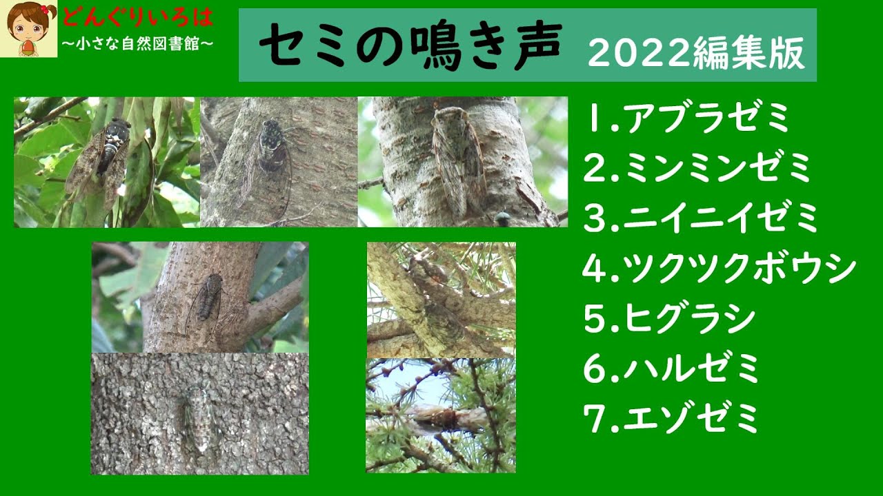 セミの鳴き声集～アブラゼミ・ミンミンゼミ、ニイニイゼミ