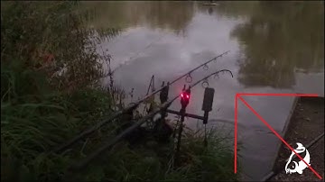 Carp Run COMPILATION 2020! SECOND PART