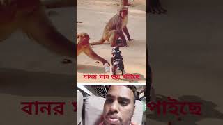 monkey is pulling food#shortvideo #funny #comedy #foryou#for