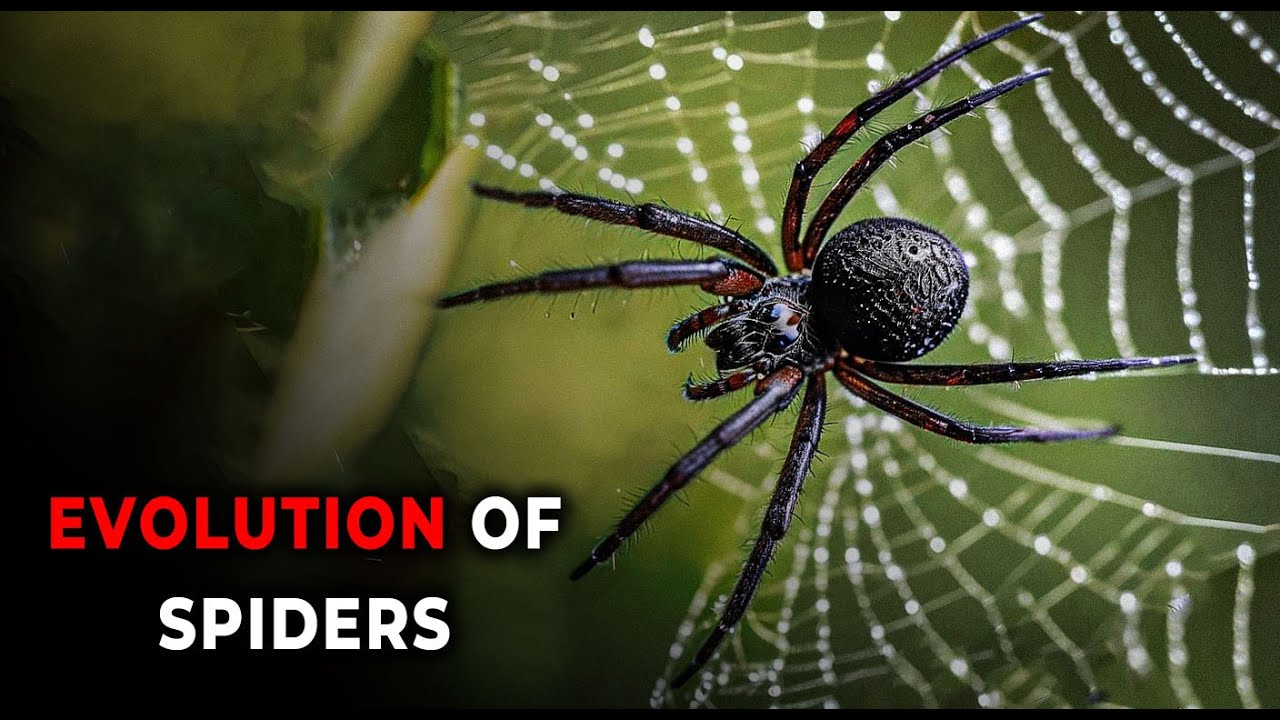 The Insane Evolution of Spiders