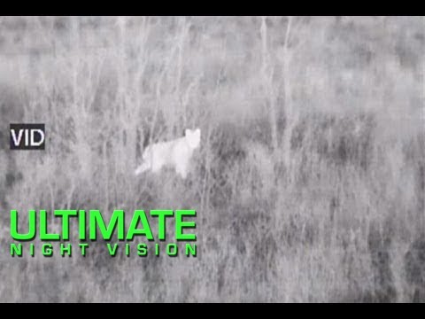 hunting wild boar in michigan Thermal Bobcat Hunting with the ATN ThOR 640 5X