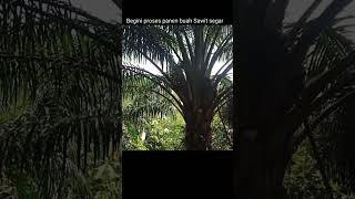 Panen Tandan Berduri  Buah Kelapa Sawit Segar  Palm Oil Super