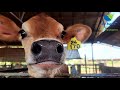 Step into the world of the Kaliber Calf Concept by De Heus – where every calf counts from day one!