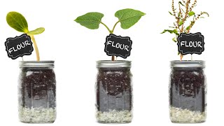 3 FLOUR Alternatives ANYONE Can Grow!