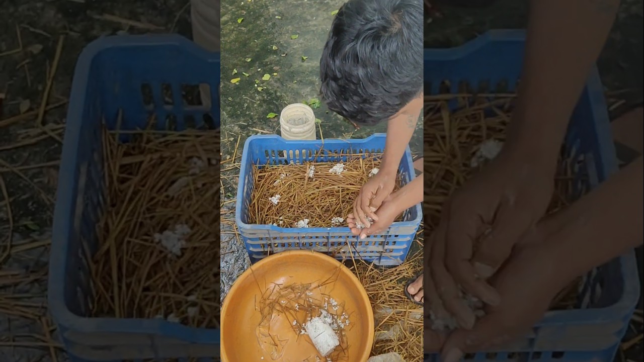 आसान तरीका! पैरा पुटू मशरूम की खेती 🌱 