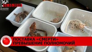 Экзотический груз на таможне; хотел купить машину, но остался без авто и денег;проколола два колеса
