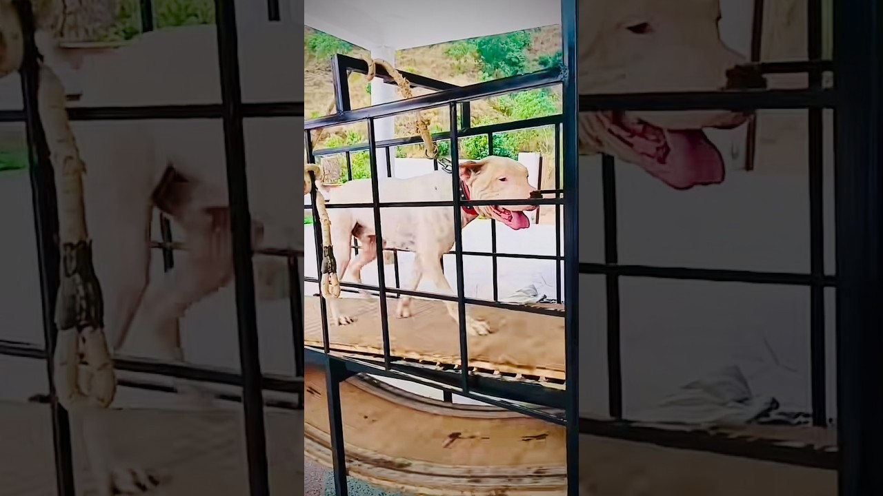 Fighter Dog - Running exercise 