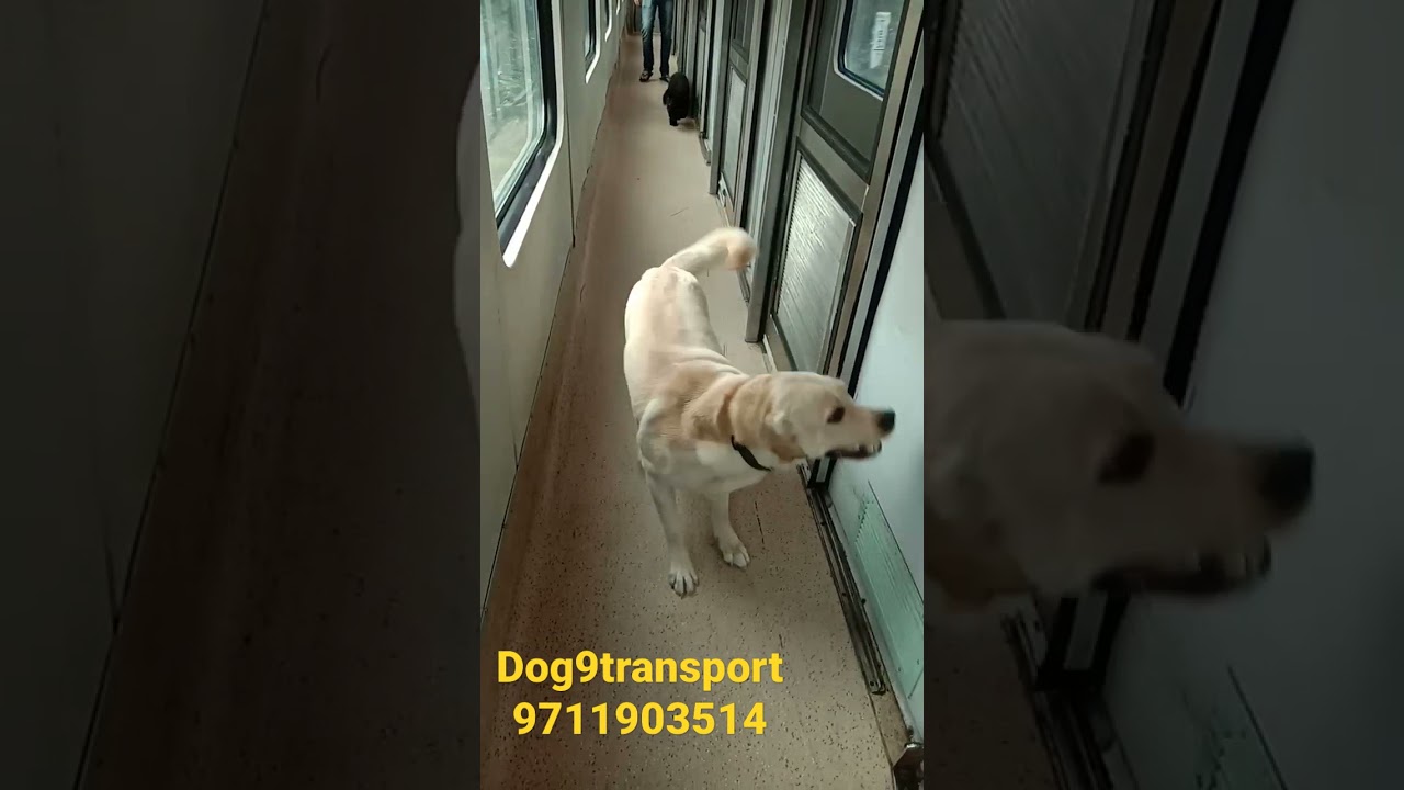 all india pet transport by train,air,car pet lovers breeder contact me 9711903514