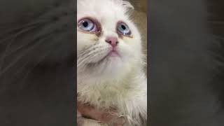 cute babydoll🥰 #cat #kitten #new #cute #cutecat #funny #pets #funnyshorts #kucinganggoralucudanimut