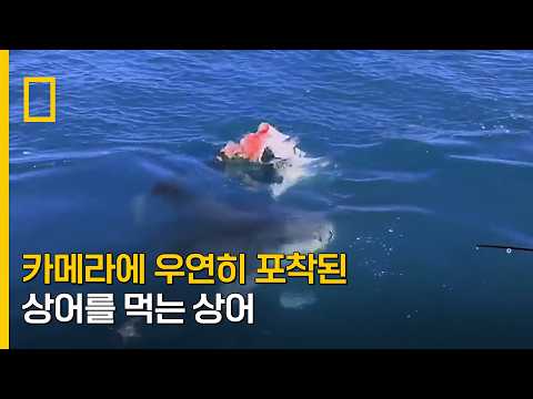 카메라에 우연히 포착된 상어를 먹는 상어 | <strong>샤크</strong> 어택 목격자들 Episode 2