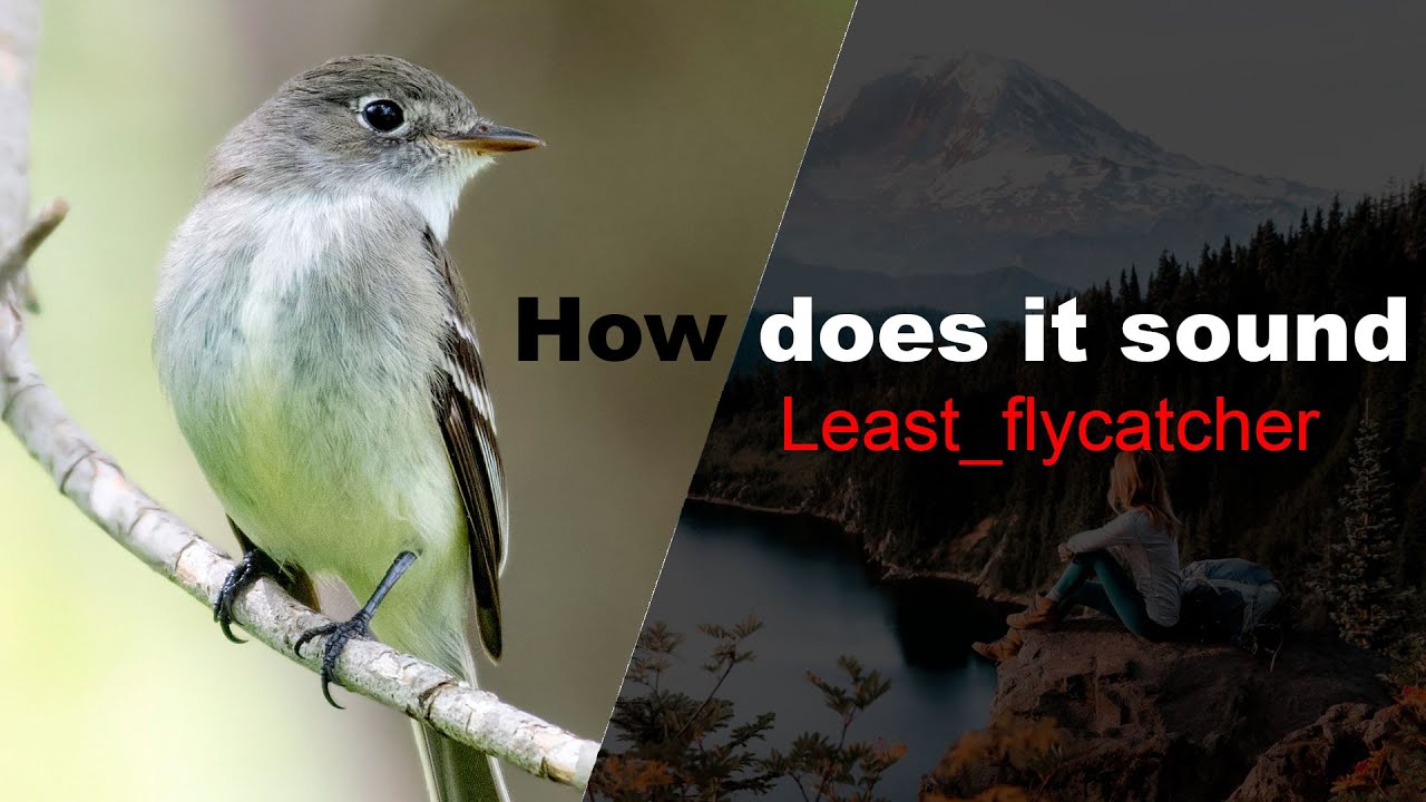 Least flycatcher