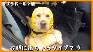 【ラブラドールレトリーバー】気持ちが顔に出ちゃうタイプの大型犬