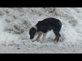 Кормление бездомной собаки. Собака довольна. Feeding a homeless dog. The dog is satisfied