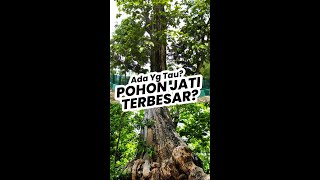 POHON JATI TERBESAR DI INDONESIA? Ada Yang Tau Dimana? | JEPARA ART FURNICRAFT