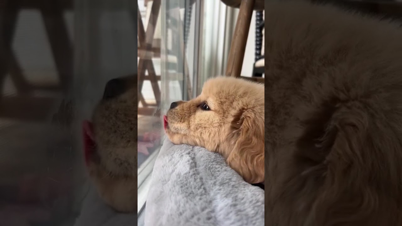 Relaxing Dog Sleep Music 💤 Soothing Sounds for Calm Nights