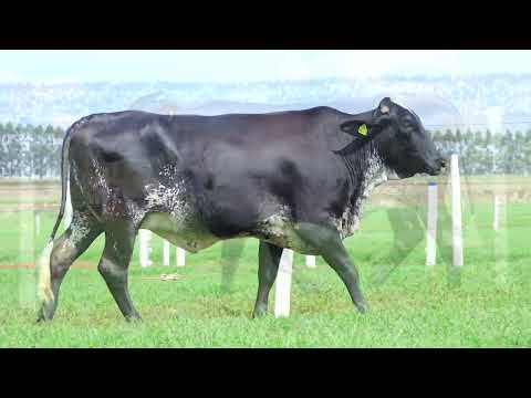 LOTE 50  3126
