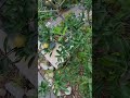 Garden at Tamer Guesthouse