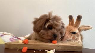 Latte's first Asmr video! screenshot 5