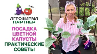 ПОСАДКА ЦВЕТНОЙ КАПУСТЫ. ПРАКТИЧЕСКИЕ СОВЕТЫ