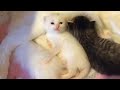 Rescue Beautiful Pregnant Cat Mom Give Birth Precious And Feisty Little Kittens