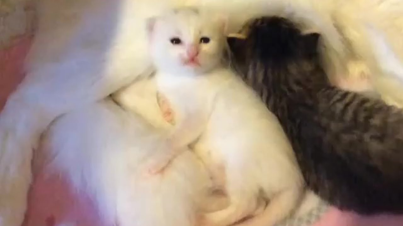 Rescue Beautiful Pregnant Cat Mom Give Birth Precious And Feisty Little Kittens