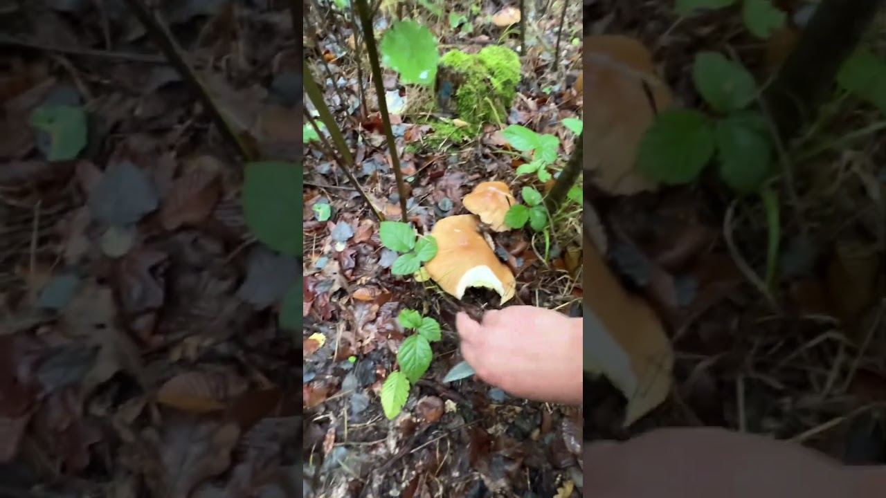 Bolete Mushrooms 🍄&zwj;🟫🍄🍄&zwj;🟫🍄🍄&zwj;🟫