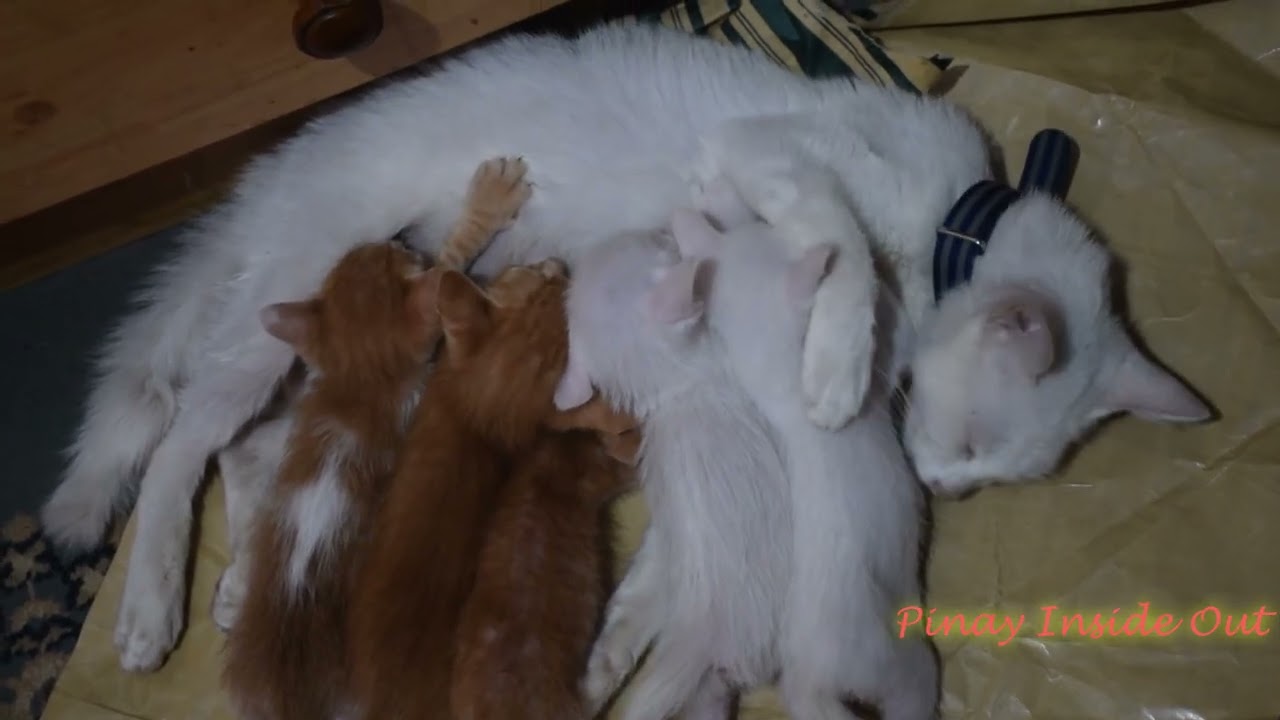 🐾 Milk Bar’s Open! Kittens Still Nursing from Mama Cat 💕