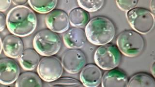 OSU Scientist Contributes to Algae Breakthrough