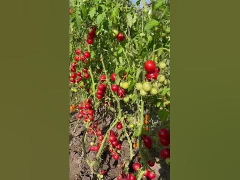 Томат ЛИТЛ ПИНКИ - YouTube